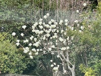 2648-s-16.jpg