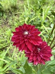 2844-s-11.jpg