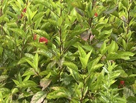 2858-s-8.jpg