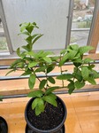 3563-s-13.jpg